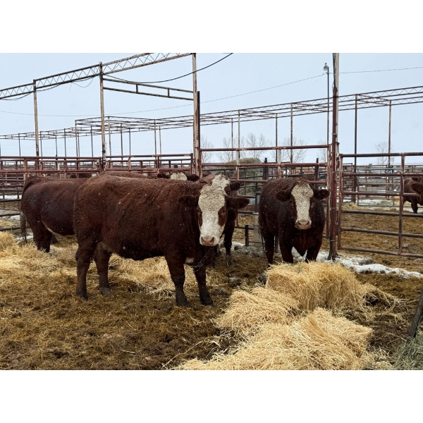 Spruce Ridge Farms - 8 2-3 Year-Old Cows (Pen 404)