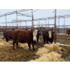 Image 1 : Spruce Ridge Farms - 8 2-3 Year-Old Cows (Pen 404)
