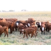 Image 6 : Twisted T Cattle Co. - 485# November Delivery Steer Calves - 110 Head (Carievale, SK)