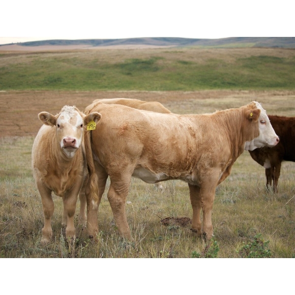Alvin Sandum Family - 640# Heifer Calves - 98 Head (Hussar, AB)