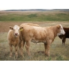 Image 1 : Alvin Sandum Family - 640# Heifer Calves - 98 Head (Hussar, AB)