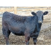 Image 5 : PSV Farms Ltd. - 930# August Yearling Heifers - 125 Head (Enchant, AB)