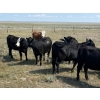 Image 3 : Franz Land & Cattle - 930# August Delivery Grass Heifers - 124 Head (Onefour, AB)