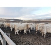 Image 5 : Cluny Colony - 806# November Weaned Heifers - 65 Head (Cluny, AB) 