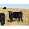 Image 7 : Rommens Farm Ltd. - 525# October Delivery Heifer Calves - 80 Head (Brooks, AB)