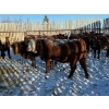 Image 9 : Salty Fox Farms - 26 Red Simm X Bred Heifers (Fork River, MB)