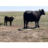 Image 5 : Dot Bar Dot - 550# November Delivery Steer Calves - 75 Head (Maple Creek, SK)