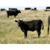 Image 6 : Rommens Farm Ltd. - 525# October Delivery Heifer Calves - 80 Head (Brooks, AB)