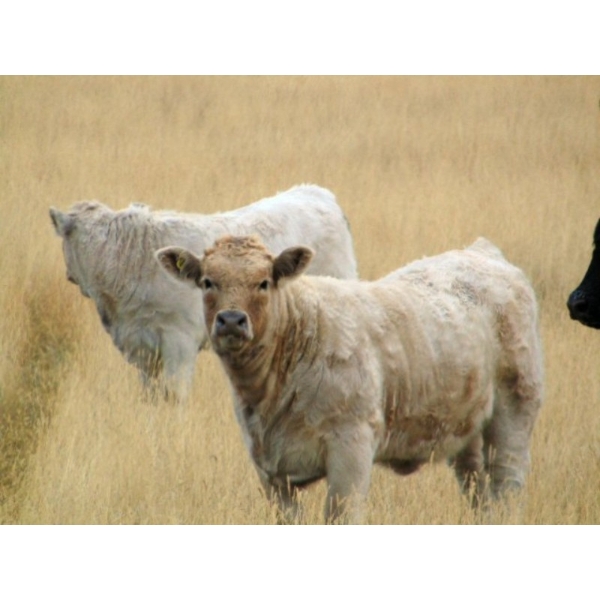 GW Murray Ranches - 625# November Delivery Heifer Calves - 95 Head (Rolling Hills, AB)