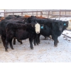Image 2 : Bezan Cattle Corporation - 720# Feb/March Weaned Steers - 80 Head (Midale, SK)