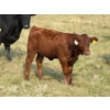 Image 8 : Evans Family (Gary, Carla & Keith) - 585# November Delivery Heifer Calves - 85 Head (Bassano, AB)