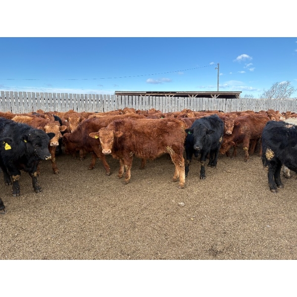 Quarter Circle X Ranch - 745# March Delivery Steers - 153 Head (Madden, AB)