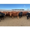 Image 1 : Quarter Circle X Ranch - 745# March Delivery Steers - 153 Head (Madden, AB)