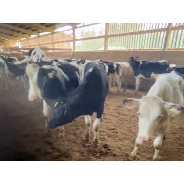 Iberg Farms Ltd. - 530# Holsteins Steers & Heifer - 26 Head (Langley, BC)