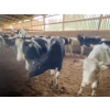 Image 1 : Iberg Farms Ltd. - 530# Holsteins Steers & Heifer - 26 Head (Langley, BC)