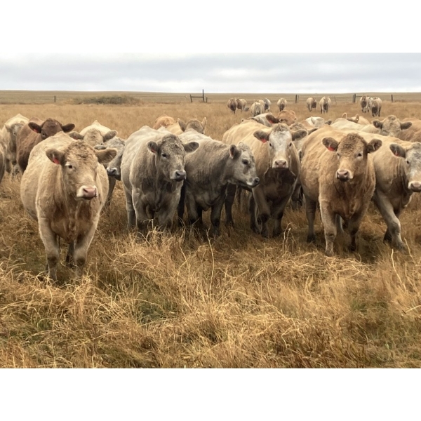 Westview Cattle Co. - 1060# October Delivery Grass Heifers - 120 Head (Consort, AB)