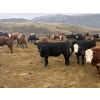 Image 3 : John & Kate Anderson - 930# March/April Delivery Steers - 65 Head (Ashcroft, BC)