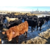 Image 6 : Bauer Ranching - 780# February Weaned Steers - 148 Head (Hilda, AB)