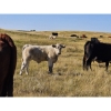 Image 11 : Farming Valley Ranch (Ben Tateson) - 590# November Delivery Steer Calves - 100 Head (Cereal, AB)