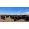 Image 2 : Ripple Rock Ranch - 765# June Delivery Heifers - 155 Head (Fincastle, AB)