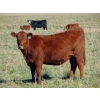 Image 6 : Scott & Gail Sapergia - 20 Red March/April Calving Bred Heifers (Hays, AB)