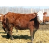 Image 7 : Mebs Ranch - 850# May Delivery Heifers - 36 Head (Broadview, SK) VBP+