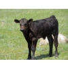 Image 2 : Circus Coulee Cattle - 550# November Delivery Steer Calves - 100 Head (Dorothy, AB)