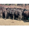 Image 6 : Turtleview Livestock - 870# September Delivery Grass Heifers - 68 Head (Goodlands, MB) VBP+