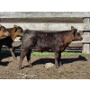 Image 13 : Allan & Janet Nameth - 600# November Delivery Steer Calves - 95 Head (Cupar, SK) VBP+