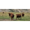 Image 5 : M.S. MacLean Livestock - 1010# September Delivery Grass Steers - 112 Head (Coaldale, AB)