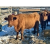 Image 2 : Resch Ranch - 6 Mature Cows (Pen 511)