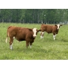Image 4 : R-Five Simmentals - 825# September Delivery Steer Calves - 75 Head (Hoadley, AB)