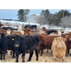 Image 3 : Hines Ranching - 850# Dec/Jan Delivery Yearling Heifers - 72 Head (Marwayne, AB)