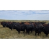 Image 6 : McDougald Ranch Ltd. - 890# September Delivery Grass Steers - 165 Head (Maple Creek, SK)