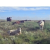 Image 7 : Logan Brothers (Rod, Barry & Bruce) - 700# October Delivery Steer Calves - 80 Head (Oyen, AB)