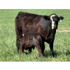 Image 6 : Sherwyn Torkelson - 10 Black/BBF 1st Calf Pairs (Patricia, AB)