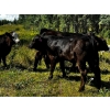 Image 5 : Burkholder Ranch - 525# October Delivery Steer Calves - 110 Head (Burns Lake, BC)