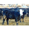 Image 10 : Justin Tateson - 1020# March Delivery Steers - 130 Head (Scandia, AB)