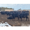 Image 4 : Hines Ranching Co. Ltd. - 1020# September Delivery Grass Heifers - 240 Head (Lloydminster, AB)