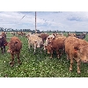 Image 2 : Avos Farms - 970# September Grass Steers - 124 Head (MacKay, AB)