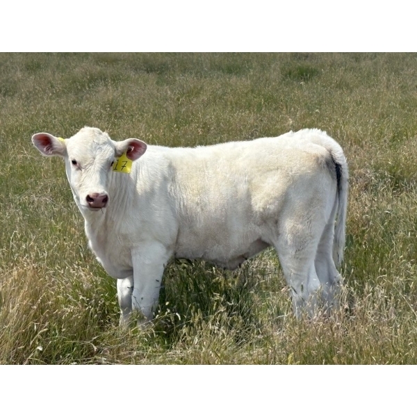 Bar S Cattle Co. - 450# September Delivery Heifer Calves - 125 Head (Moose Jaw, SK)