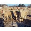 Image 2 : Munro Farms - 980# March Delivery Steers - 140 Head (Kelwood, MB)