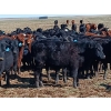 Image 3 : JT Cholin Farms - 800# September Delivery Grass Steers - 75 Head (Biggar, SK)