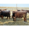 Image 7 : Helland Land & Cattle Co. Ltd. - 1039# February Delivery Steers - 60 Head (Lomond, AB)
