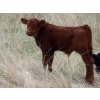 Image 4 : Lamb Cattle Company - 500# October Delivery Steer Calves - 245 Head (Hanley, SK)