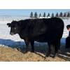 Image 8 : Gerald Retzlaff - 25 Black Angus/Black Angus X Bred Heifers (Fairlight, SK)