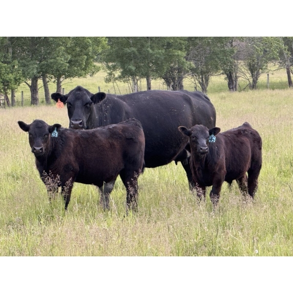 Layne & Brooke Magnuson - 920# February Delivery Weaned Steers - 68 Head (Winfield, AB)