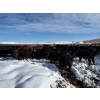 Image 5 : Antelope Butte Ranch - 744# March Delivery Steers - 82 Head (Lundbreck, AB) VBP+