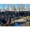 Image 11 : Jay Be Acres Ltd. - 795# March/April Delivery Steers - 76 Head (Deloraine, MB)