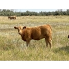 Image 5 : Kokay Farms Ltd. - 675# November Delivery Heifer Calves - 55 Head (Rosemary, AB)